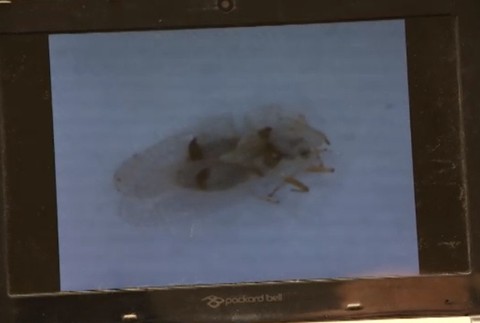 Na tele mala štípance, tak zavolala deratizéra. Bratislavčanka mala v byte bzdochy