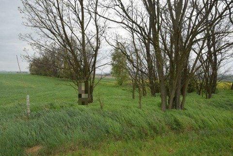 Mŕtve mačky na strome a v tráve pri Trnave. Polícia pre týranie začala konať