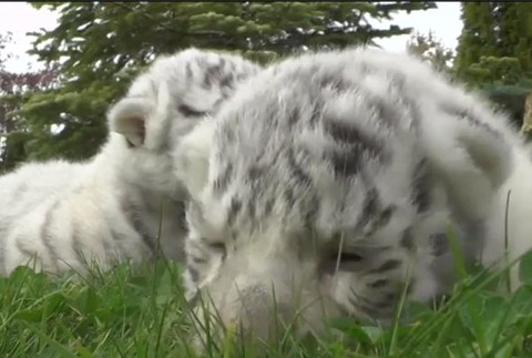 VIDEO: Safari park ukázal čerstvo narodené mláďatá. Ide o vzácny druh tigra