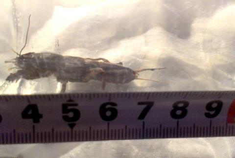 Medvedík obyčajný Jakubova Voľa škodca krtonôžka