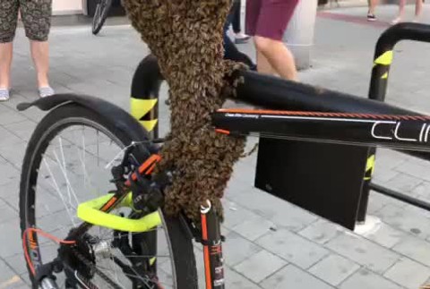 [multi] Roj včiel si uhniezdil na bicykli v Bratislave 499