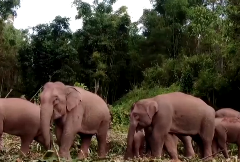 Sloní pochod v Číne