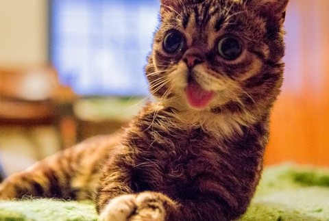 Mačka Lil Bub internetová senzácia