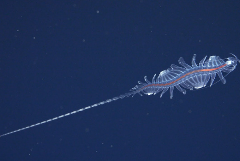 Tomopteris