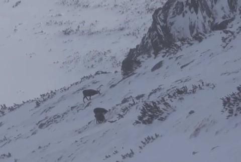  Lesníci zachraňujú kamzíky. Ohrození sú nielen snehom