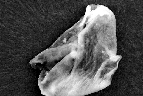 dôkaz mimozemský život 2