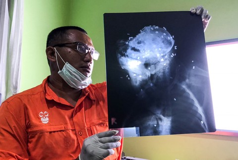 Orangutani vymierajú 