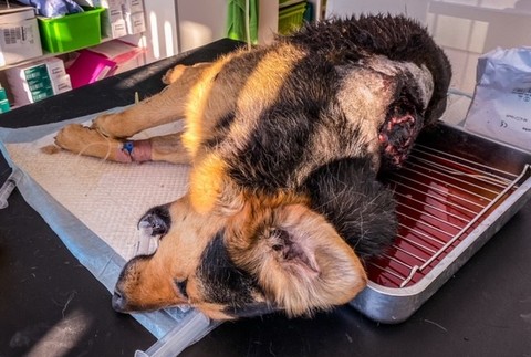 Policajti už vyšetrujú prípad brutálne utýraných psov.