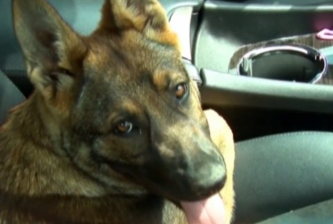 Zle uložená batožina, nepripútaný pes či nohy na palubovke. Vytúžená dovolenka sa môže zmeniť na nočnú moru