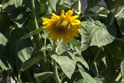 5metrová slnečnica