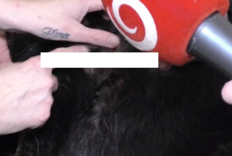 Muž dobodal svojho psa.