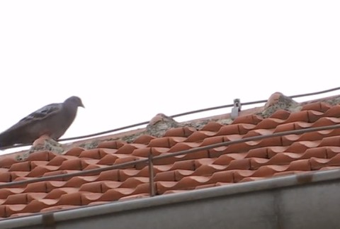 Polícia v Nových Zámkoch rieši výnimočný prípad. Ľudí ohrozujú holuby