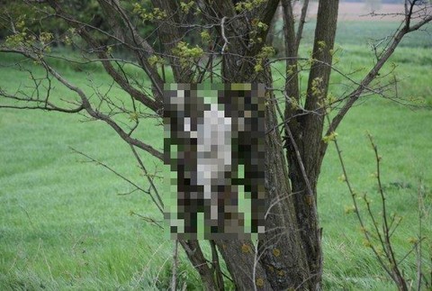 Mŕtve mačky na strome a v tráve pri Trnave. Polícia začala konať