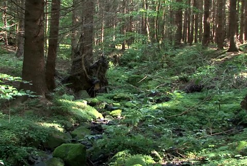 [multi] Mrtvy v lese. 2328