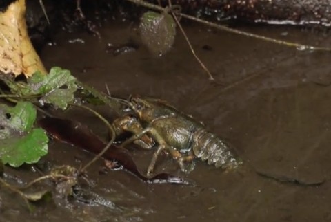 Tisíce rakov uhynuli v oblasti Hriňovej. Príčina je zatiaľ neznáma