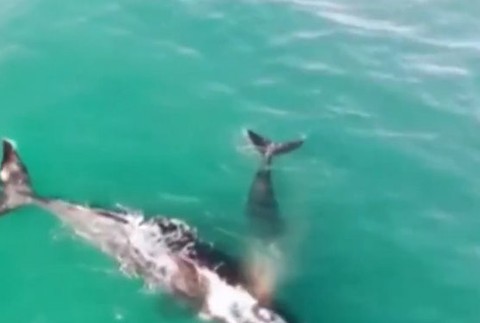 veľryba s mláďaťom