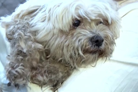 Po polroku našli psa5359