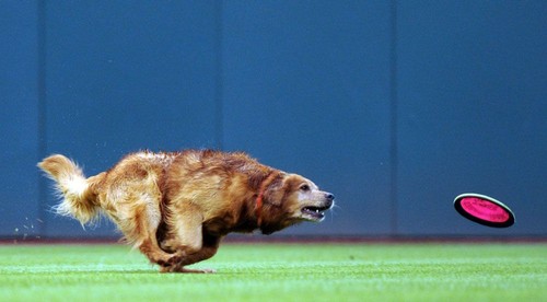 Pes si ukradol šou a stal sa najlepším hráčom zápasu