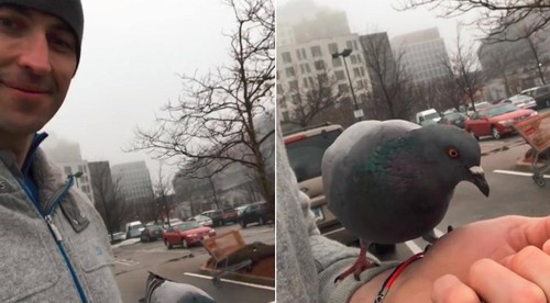 Výzva Zdena Cháru vás chytí za srdce. V Bostone kŕmil holuby