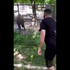 Návštevník v Zoo Brno napadol vzácne zviera: Video vyvolalo pobúrenie