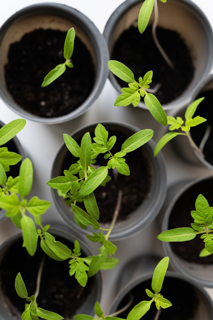 Nova zahrada sadenie