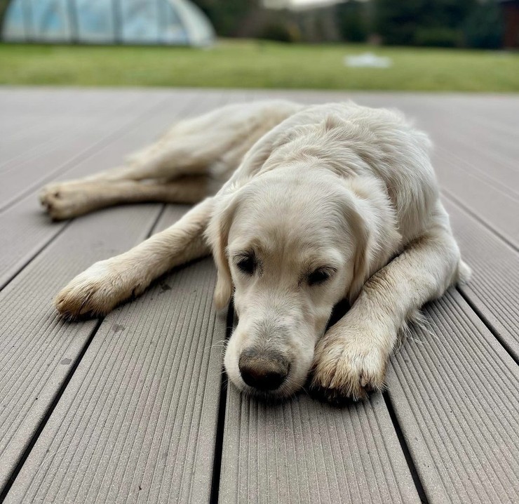 Maybe - sučka Jiřího Langmajera