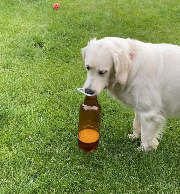 Maybe - sučka Jiřího Langmajera