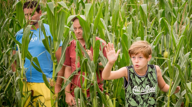 Prazdniny - kukurica