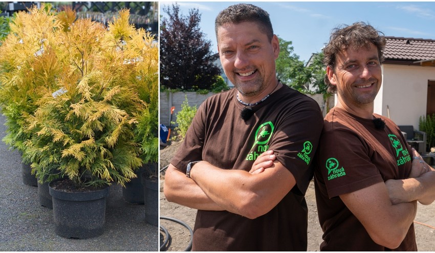 Máte doma živý plot z tují, no stále žltne a vysychá? Vymeňte ho za TENTO nádherný krík!