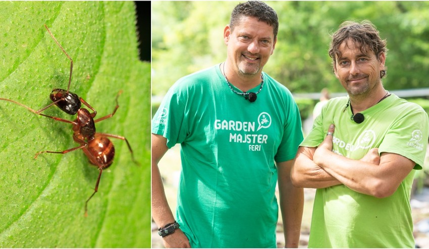 Máte v záhrade samé mravce? Takto sa ich zbavíte prirodzene, rýchlo a bez chémie!