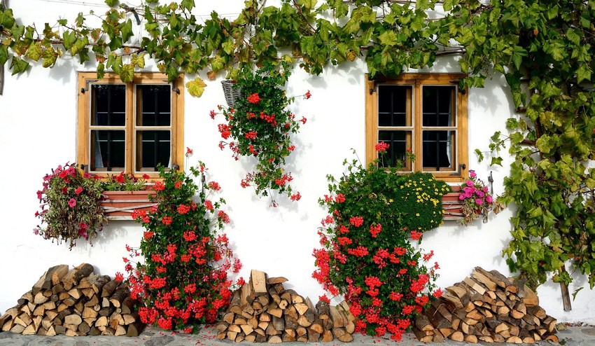 Ako si skrášliť záhradu? Skúste popínavé rastliny!