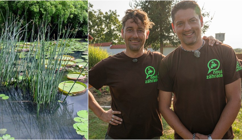 Túžite po záhradnom jazierku? Pri zakladaní VŽDY myslite na tieto veci, aby bolo krásne!