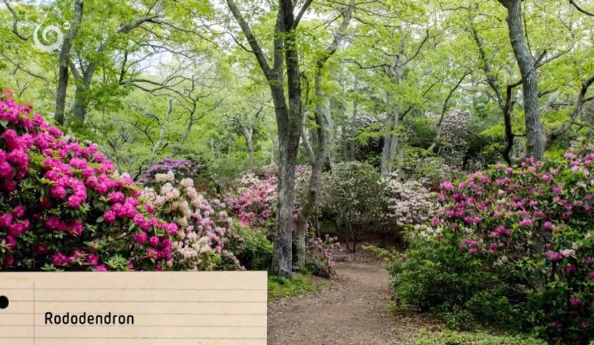 Tmavé zákutia v záhrade? Vyberte si správne rastliny do tieňa!