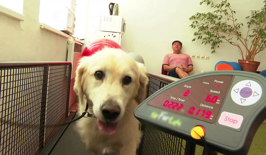 Toto ešte svet nevidel: Takto psy trénujú vo vlastnom fitku!