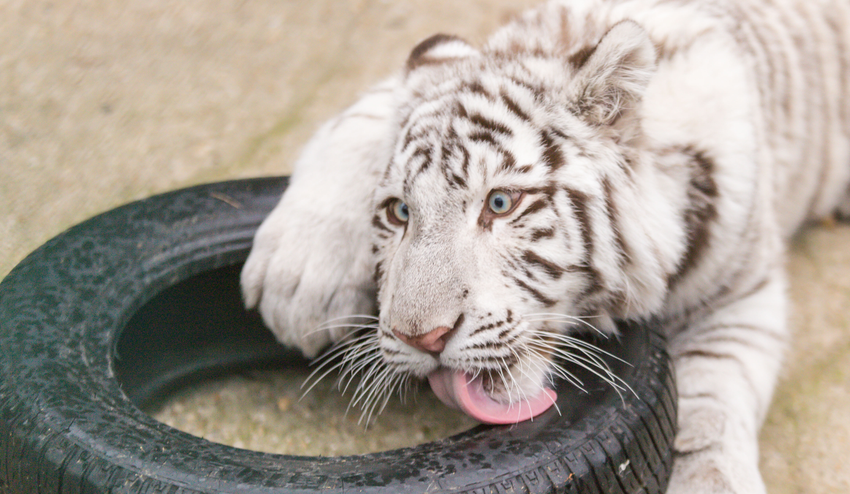Zvieratká valcujú aj internet: Pozrite si najvirálnejšie videá ako dôkaz!
