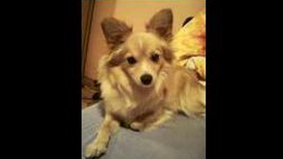 Stratený pes z Malaciek, kríženec čivavy a špica zlatej farby