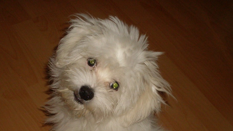 Cayenne_Dunajská Lužná_maltézsky psík_stratený_pomoc