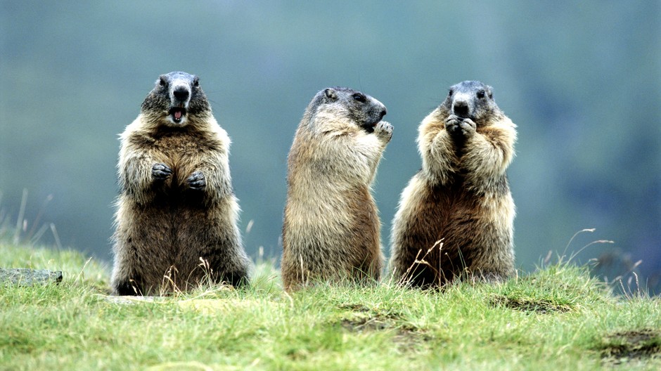 svište rodinka hory