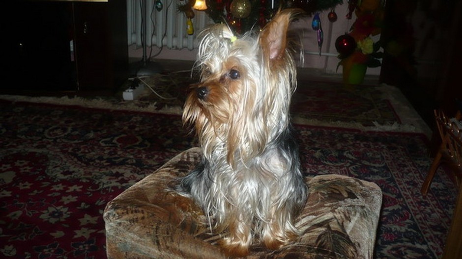 SÚRNE: STRATIL SA PSÍK LEO