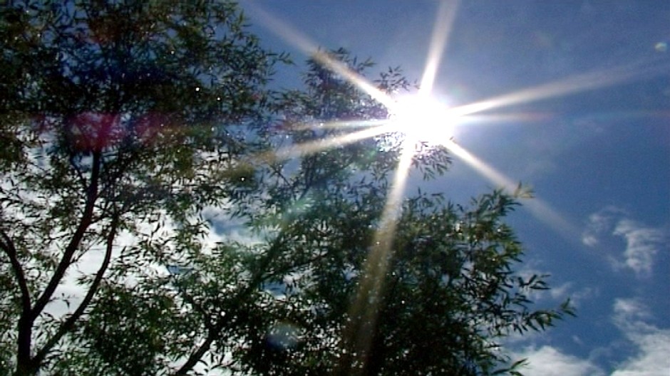 slnko medzi stromami