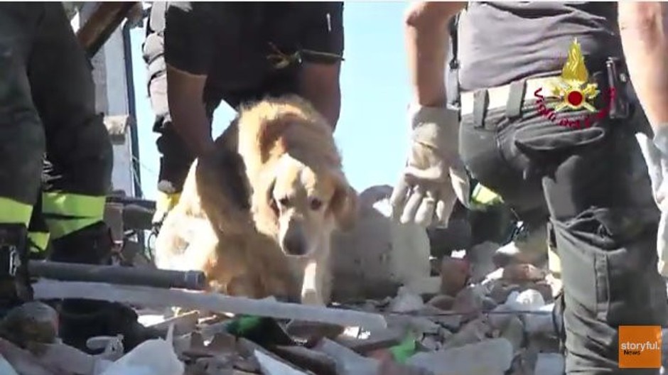 Pes Romeo, zachránený po zemetrasení v Taliansku.jpg