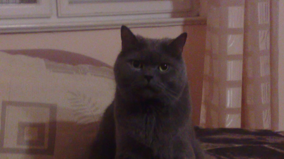 21.9.2011 v nočných hodinách sa stratil na 
ul. 29. augusta/Grösslingova kocúrik. 
Je šedej farby, počúva na meno Šeďo. Kocúrik je plachej povahy a potrebuje špeciálnu stravu.

V prípade akýchkoľvek informácií o jeho pohybe nás prosím kontaktujte na t