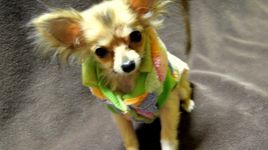 stratila sa mini čivava