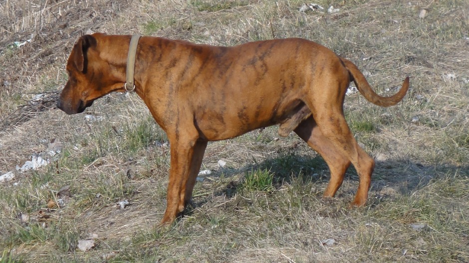 Adir_stratený psík_Černík_pátranie