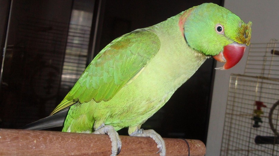 STRATIL SA PAPAGÁJ ALEXANDER VEĽKÝ V NITRE