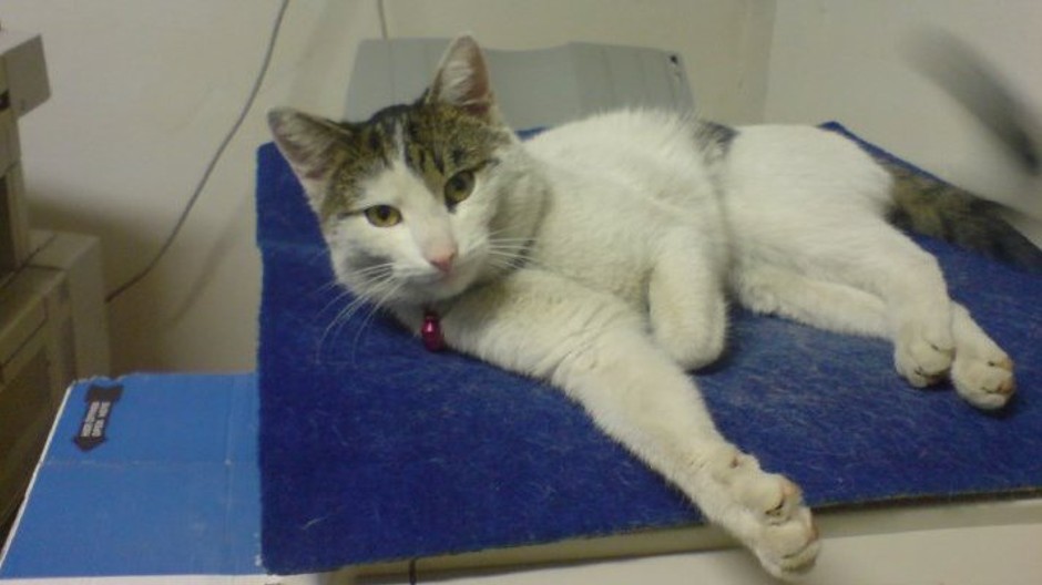 Pomôžte nájsť kocúra Mirka, čaká vás odmena!