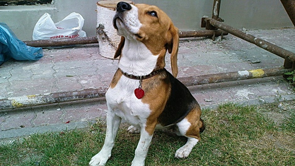 Stratila sa fenka bígla, Lozorno