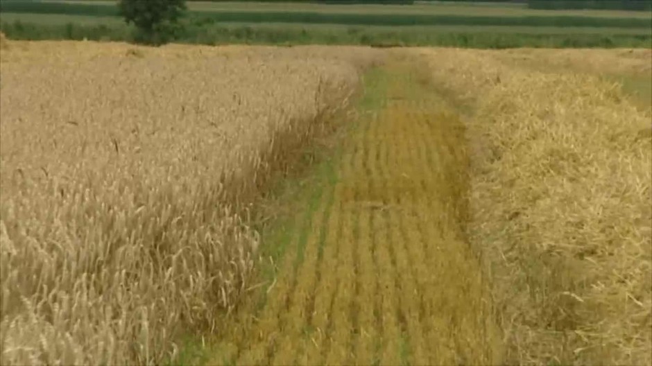 [multi] Obilie z Ukrajiny 1340