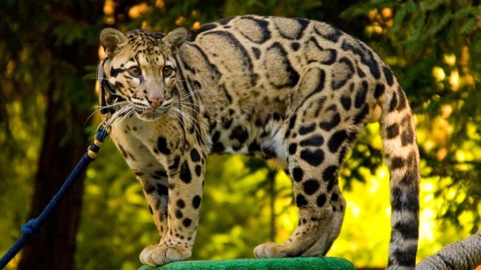 Leopard obláčkový