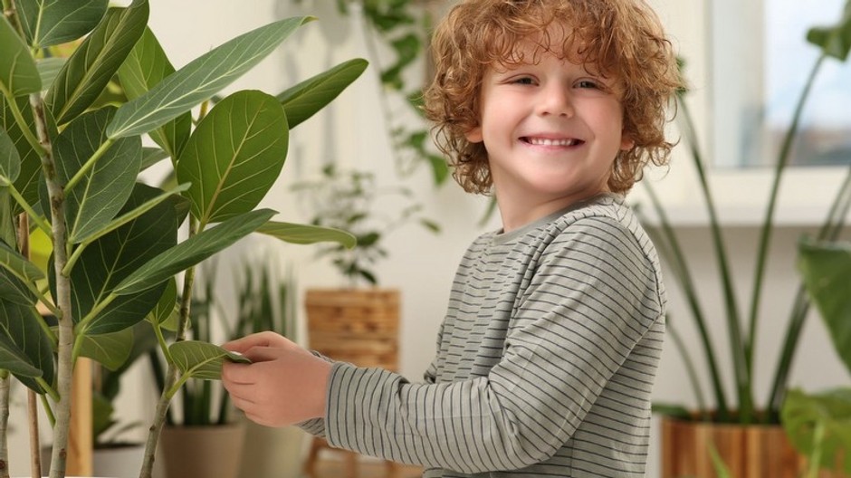 dieťa, izbové rastliny